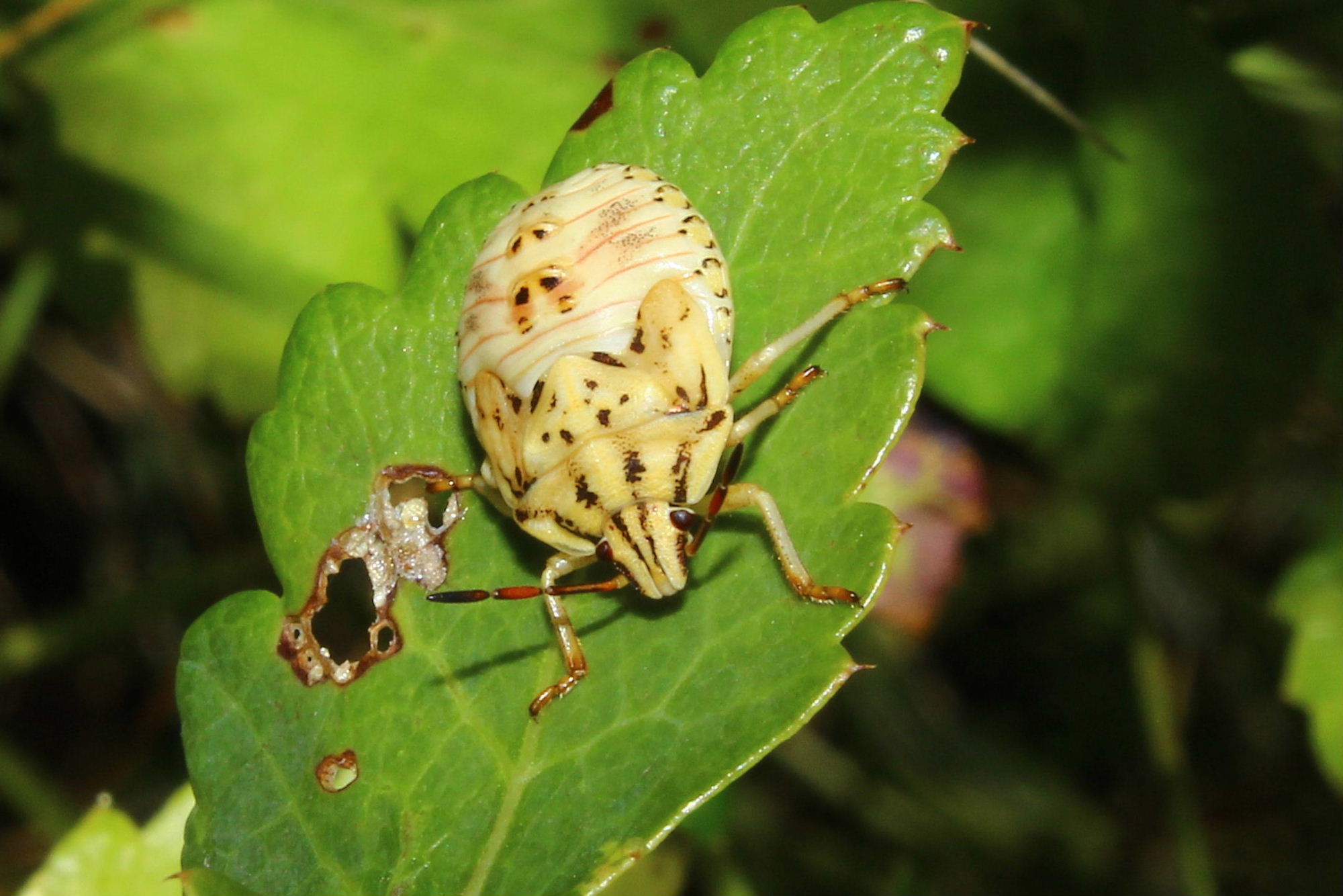 Pentatomidae: Carpocoris sp. (ninfa)